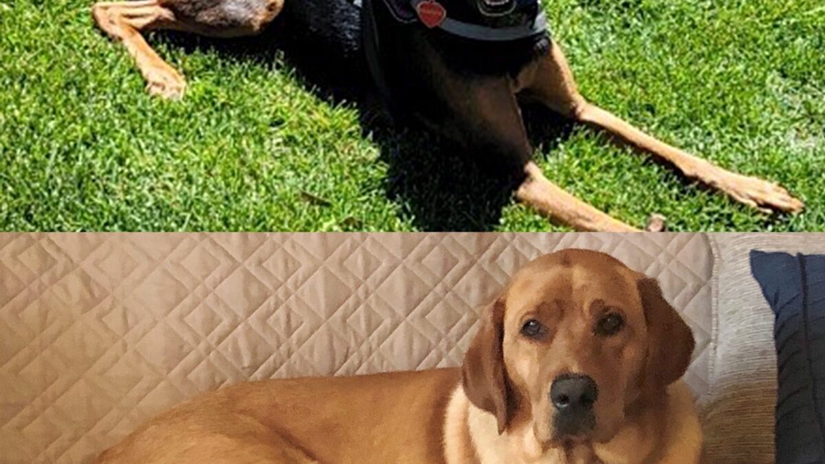 Friendship Village Sunset Hills dogs Frankie and Clementine