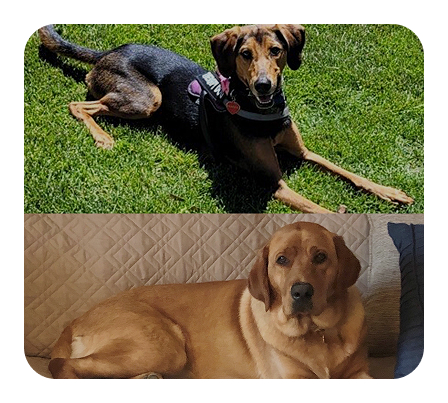 Frankie & Clementine