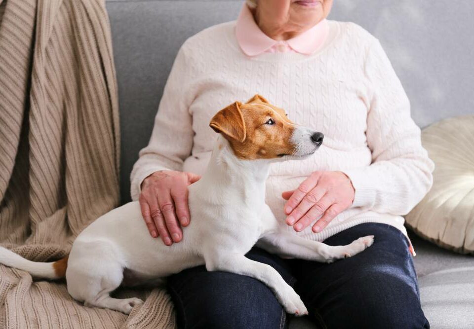 an older woman with a small brown and white dog sitting in her lap